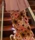 FALDA SCHUMACHER